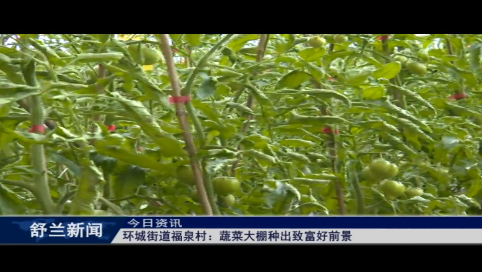 舒兰市环城街道福泉村：蔬菜大棚种出致富好前景