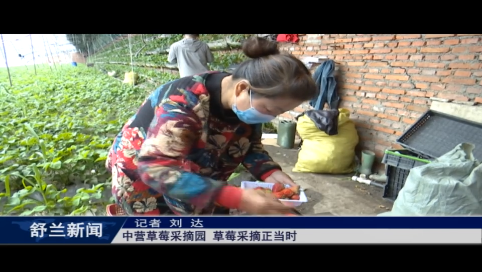 舒兰：中营草莓采摘园 草莓采摘正当时