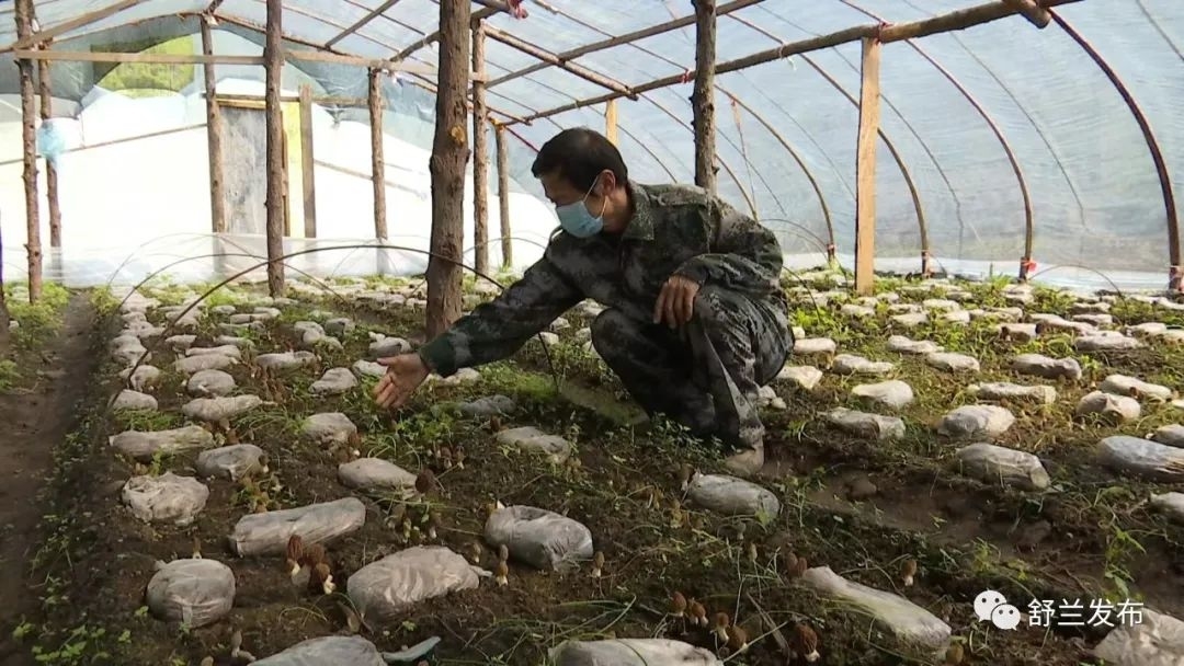 乡村振兴丨张安君：&ldquo;羊肚菌&rdquo;蹚出致富新路子