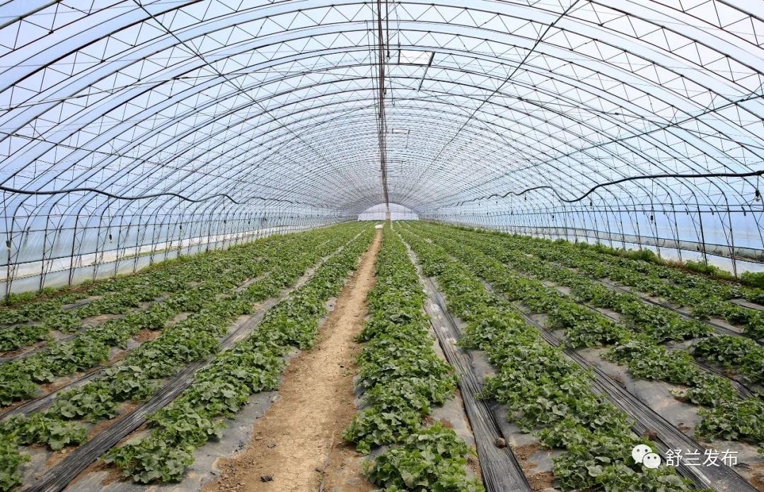 乡村振兴丨舒兰市白旗镇：香瓜迎来&ldquo;开园季&rdquo; 特色种植促增收