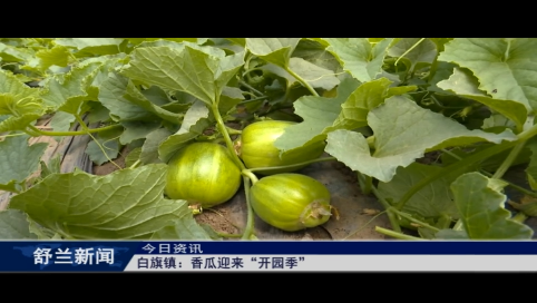 舒兰市白旗镇：香瓜迎来&ldquo;开园季&rdquo;