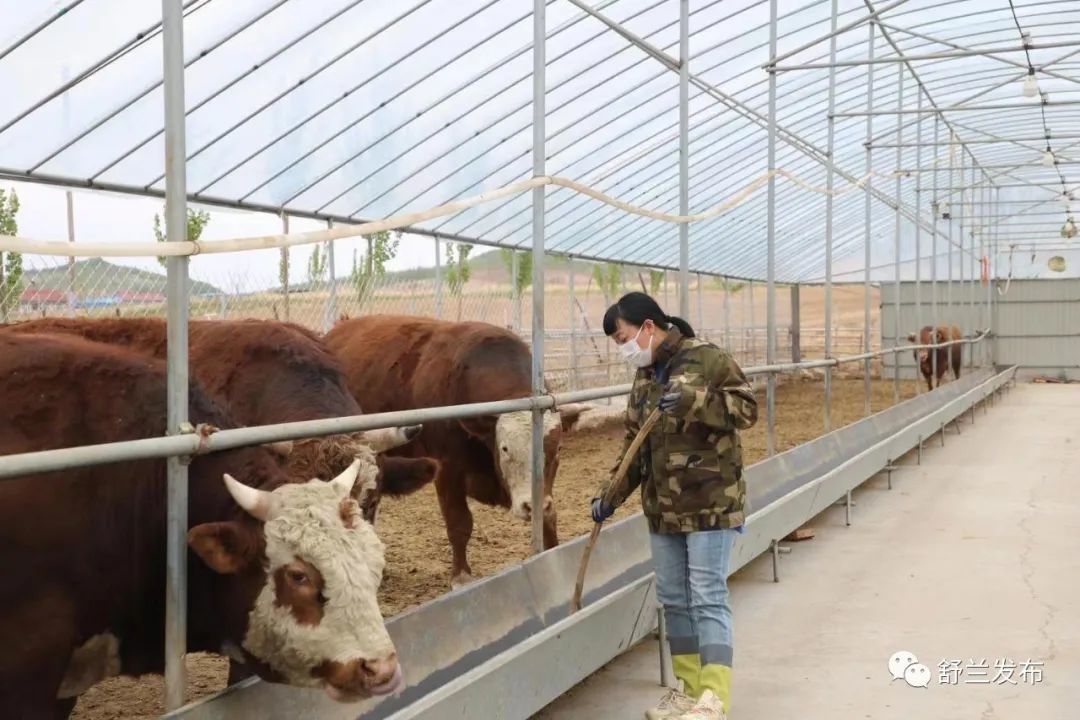 乡村振兴丨王艳杰：做好牛文章 过上&ldquo;牛&rdquo;日子