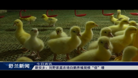舒兰市新安乡：刘野家庭农场白鹅养殖规模&ldquo;倍&rdquo;增