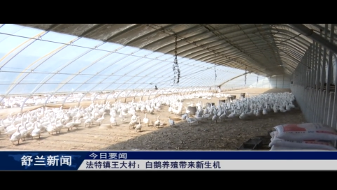 舒兰市法特镇王大村：白鹅养殖带来新生机