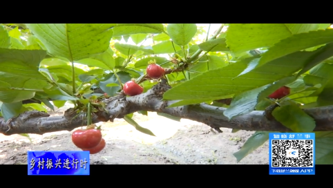 舒兰市法特镇御园家庭农场：樱桃映红致富路