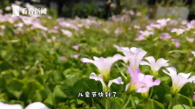 最温柔的牵挂丨你好，小朋友！送你一朵小红花 祝儿童节快乐