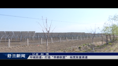 舒兰市环城街道：打造&ldquo;养鹅联盟&rdquo; 拓宽致富渠道