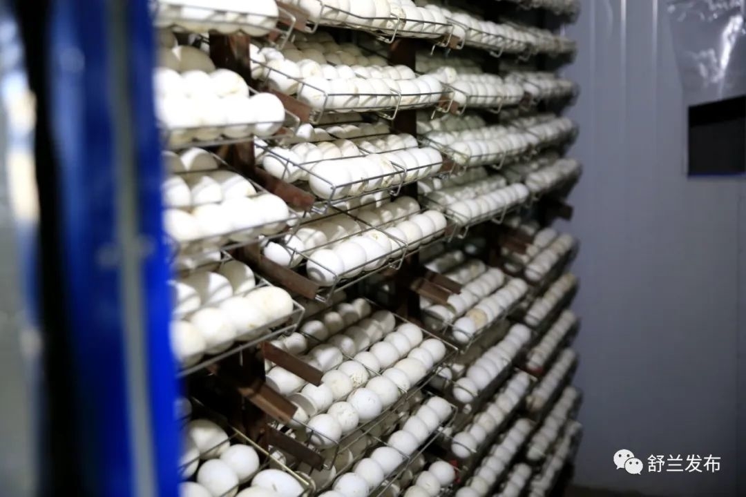 我们的新时代丨​​舒兰市法特镇德利孵化场：振兴&ldquo;鹅&rdquo;产业 &ldquo;孵化&rdquo;富民商机