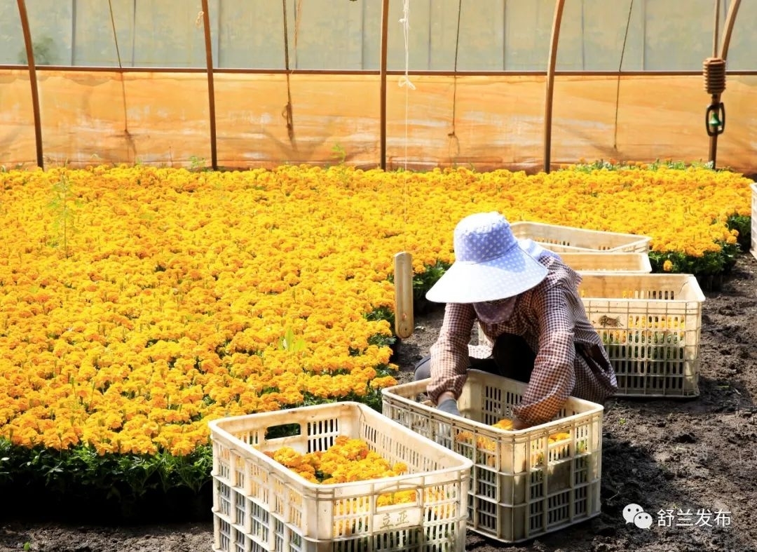 我们的新时代丨舒兰市法特镇头台村：花卉产业助力美丽乡村