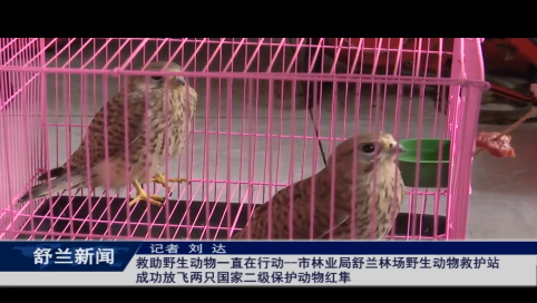 救助野生动物一直在行动&mdash;&mdash;舒兰市林业局舒兰林场野生动物救护站成功放飞两只国家二级保护动物红隼