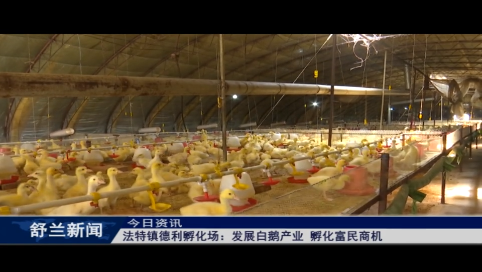 舒兰市法特镇德利孵化场：发展白鹅产业 孵化富民商机