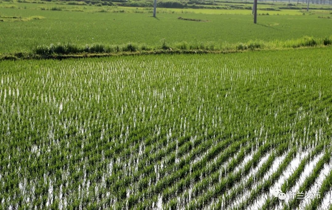 乡村振兴丨持续抓好田间管理 舒兰市小城镇开启夏管模式