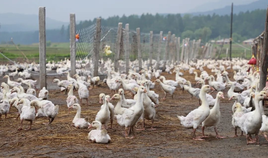 乡村振兴丨舒兰农村商业银行：金融政策为白鹅养殖保驾护航