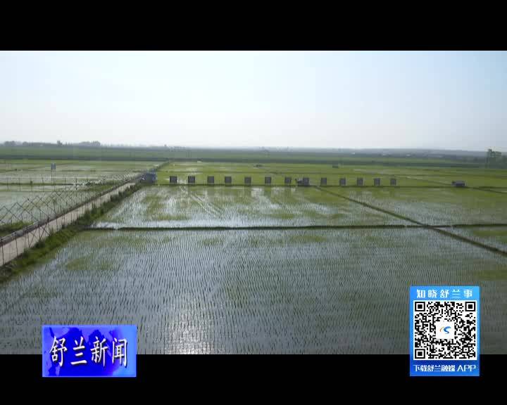 舒兰：种下有机稻 鸭子来除草