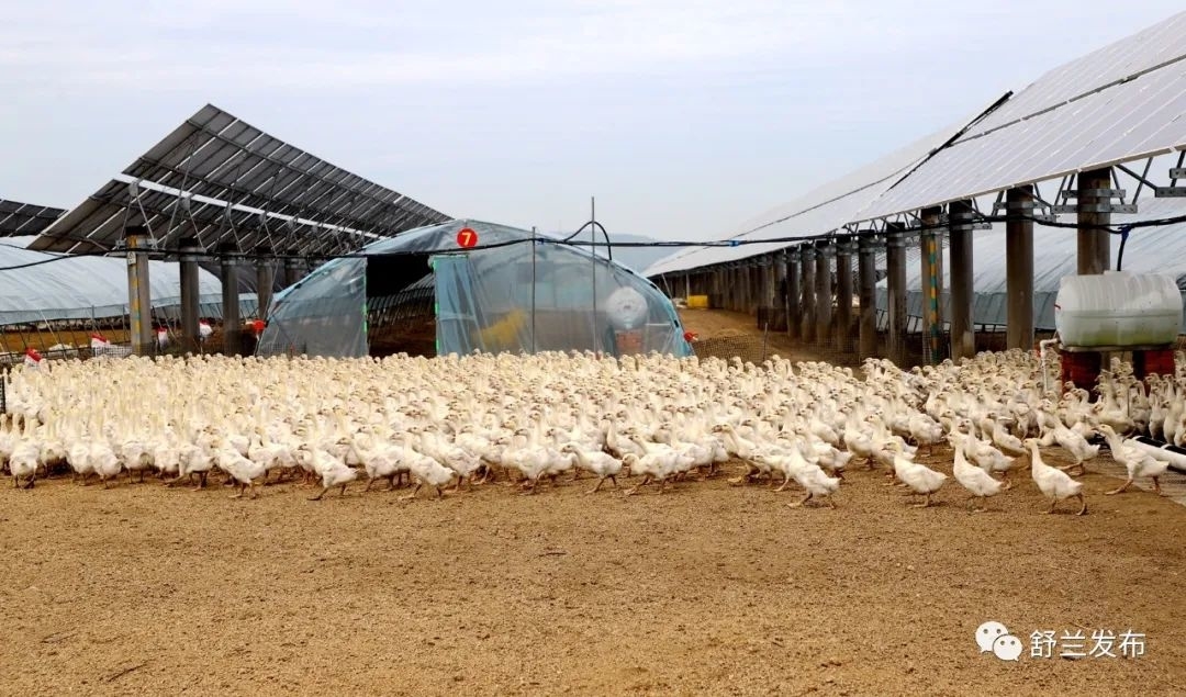 乡村振兴丨舒兰市秸能生物质能源有限公司：光伏板下散养鹅 一地两用收益多
