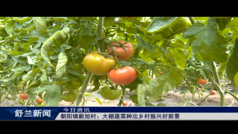 舒兰市朝阳镇新旭村：大棚蔬菜种出乡村振兴好前景