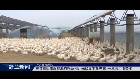 舒兰市秸能生物质能源有限公司：光伏板下散养鹅 一地两用收益多