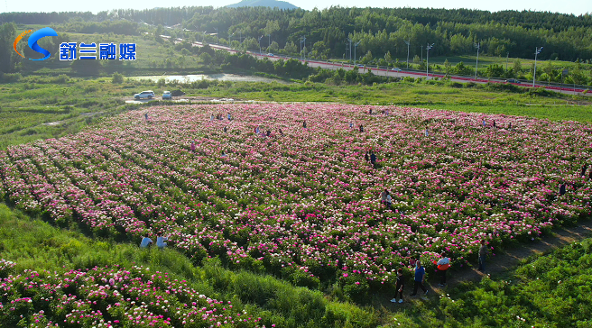 舒兰市西出口附近大片芍药花盛开、美不胜收