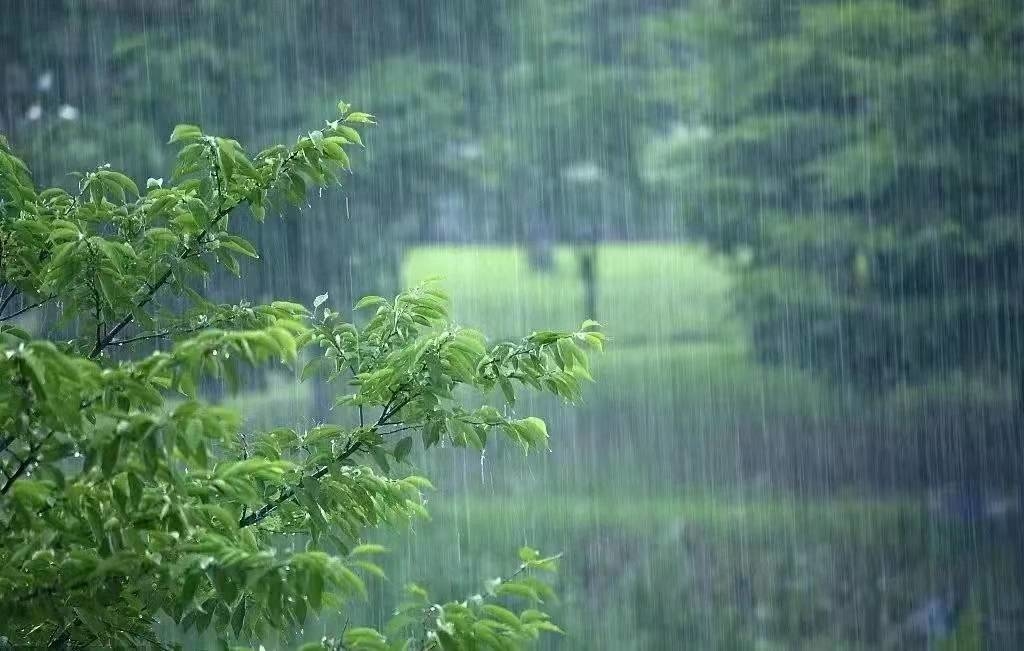 细鳞文艺丨聆听雨声