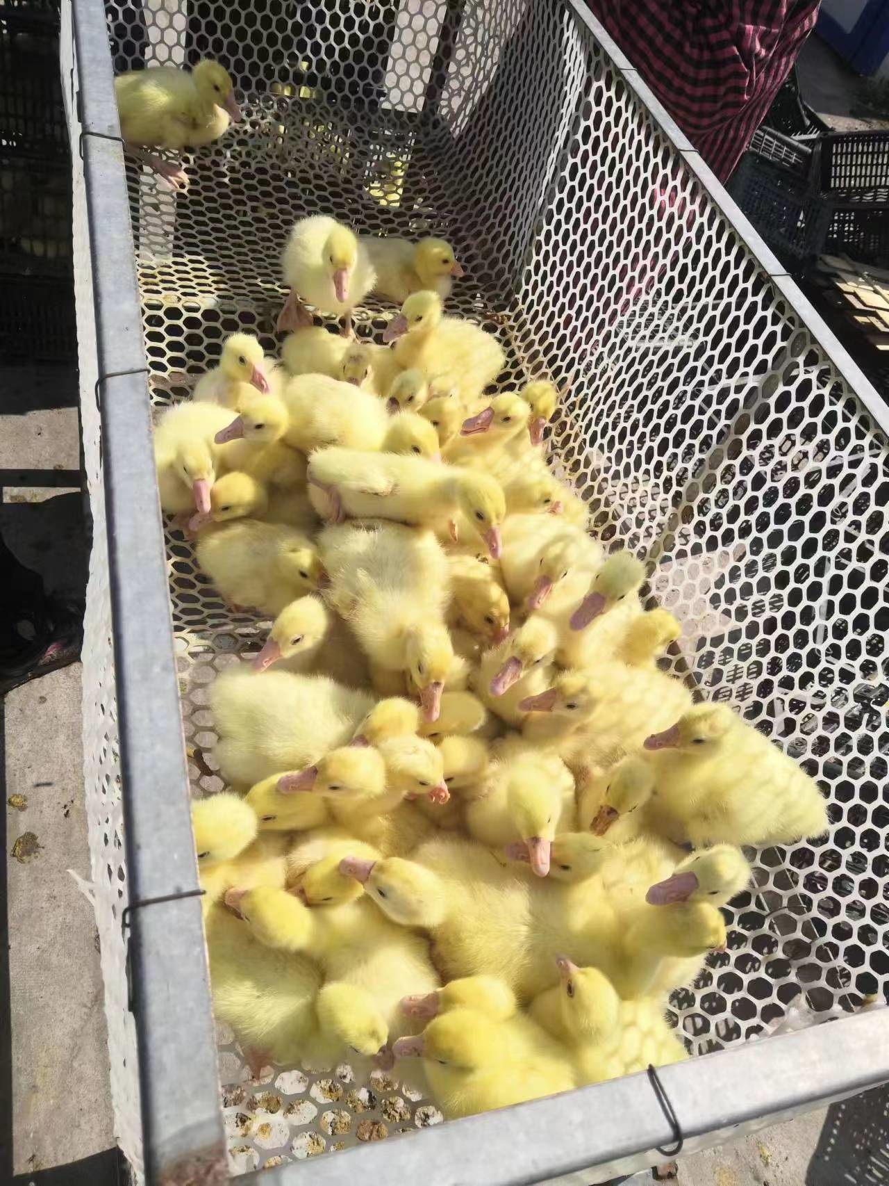 舒兰市莲花乡发展&ldquo;庭院养鹅&rdquo;助力脱贫人口稳定增收