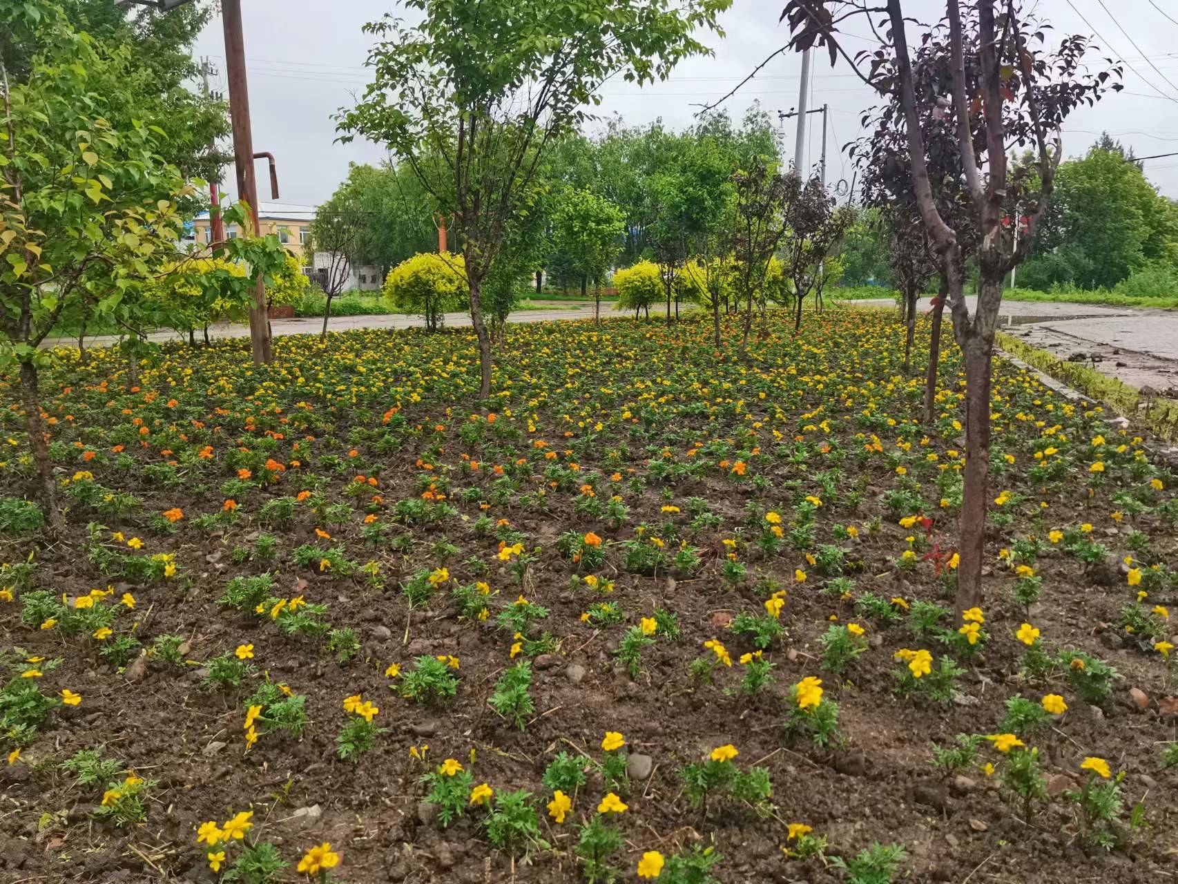 &ldquo;七边&rdquo;治理在行动丨舒兰市朝阳镇：&ldquo;七边&rdquo;治理打造生态宜居新家园