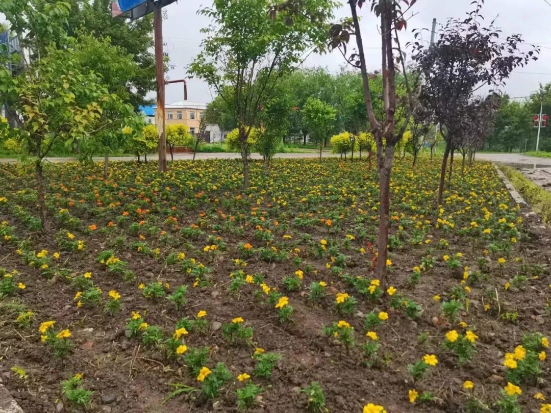 七边&rdquo;治理在行动丨舒兰市朝阳镇：扎实推进&ldquo;七边&rdquo;治理 打造生态宜居新家园