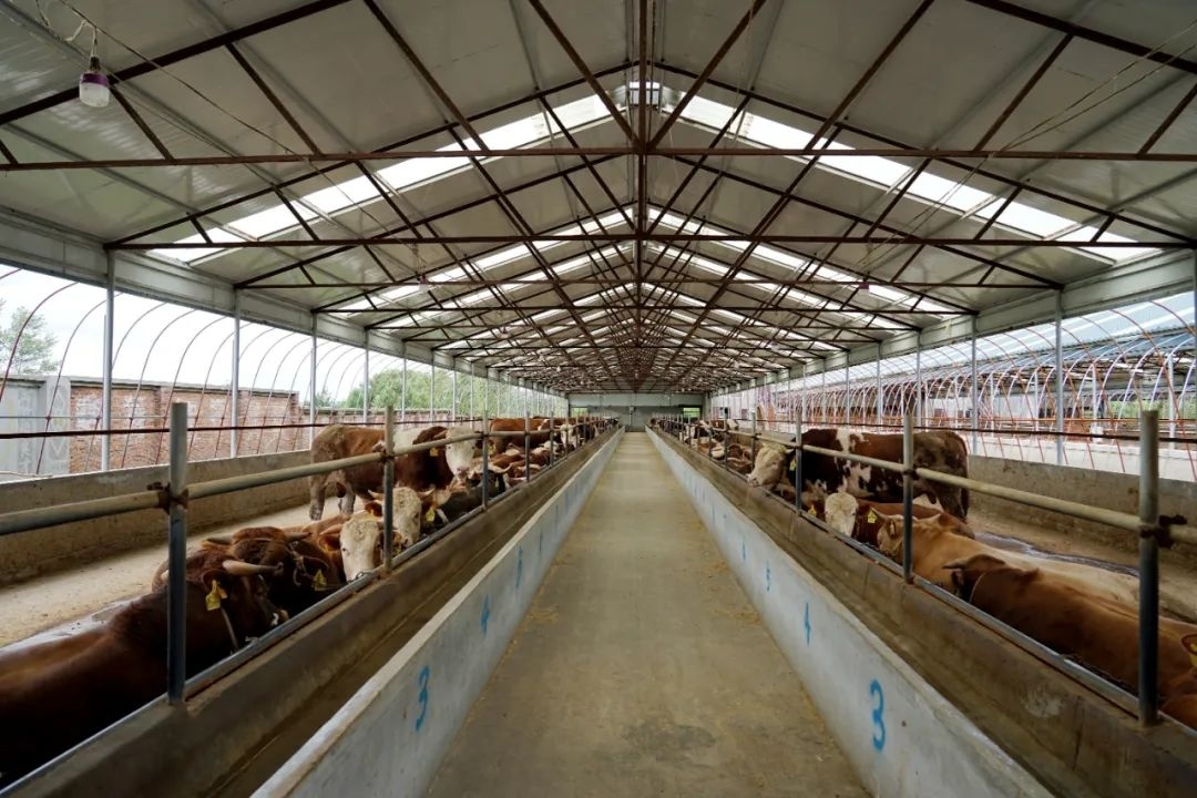 乡村振兴丨​​舒兰农村商业银行：助力肉牛养殖产业大发展