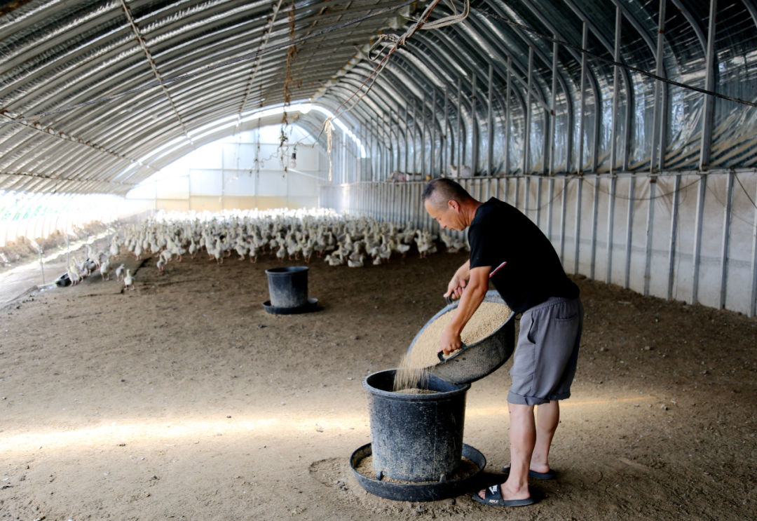 乡村振兴丨舒兰市：白鹅养殖&ldquo;钱&rdquo;景好 鹅农增收笑开颜