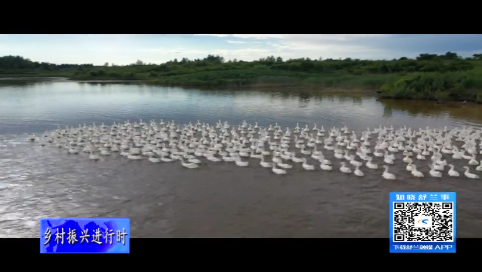 舒兰：白鹅养殖&ldquo;钱&rdquo;景好 鹅农增收笑开颜