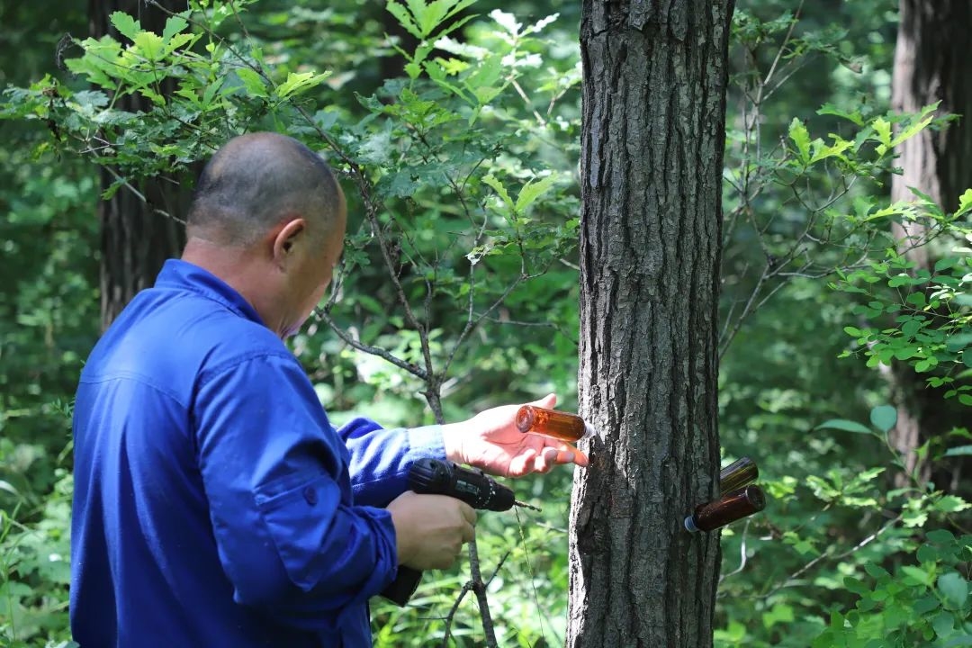 舒兰市林业局组织开展林业有害生物防治工作