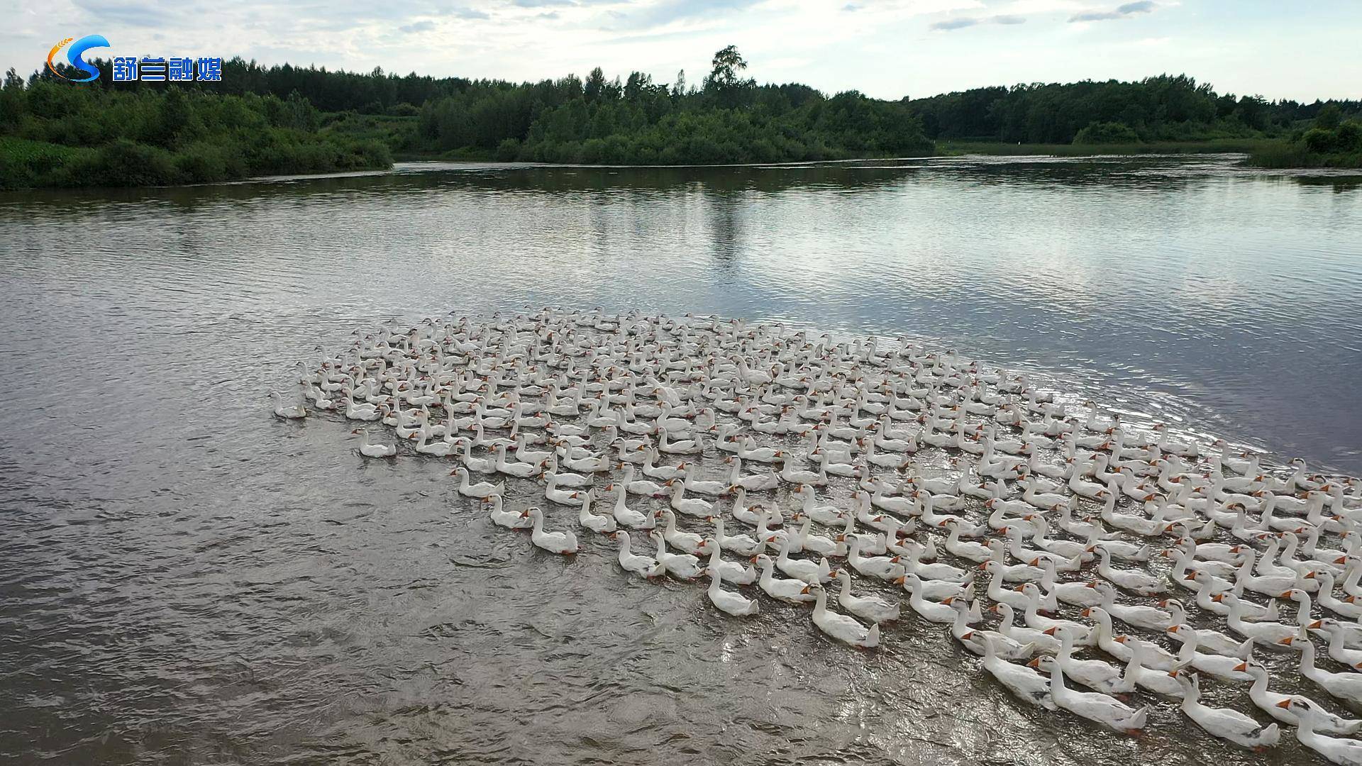 白鹅养殖&ldquo;钱&rdquo;景好  鹅农增收笑开颜