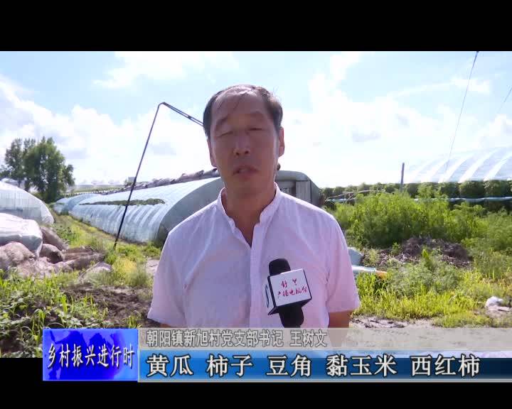 舒兰市朝阳镇新旭村：果蔬喜丰收 大棚促发展