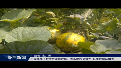 舒兰市白旗镇岗子村大胜家庭农场：香瓜棚内采摘忙 瓜果成熟味飘香