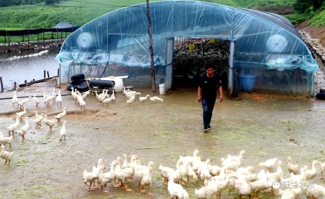 舒兰白鹅产业 | 原野家庭农场：生态养鹅唱响致富歌