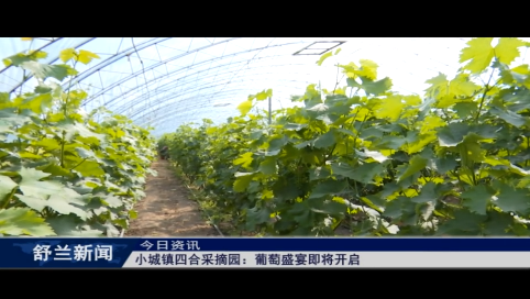 舒兰市小城镇四合采摘园：葡萄盛宴即将开启