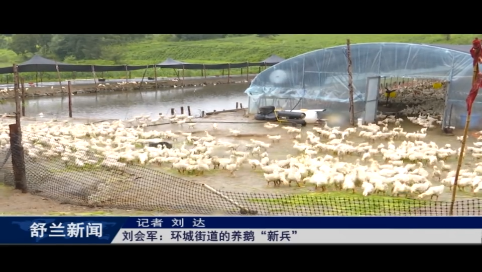 刘会军：舒兰市环城街道的养鹅&ldquo;新兵&rdquo;