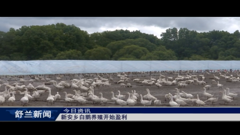 舒兰市新安乡白鹅养殖开始盈利