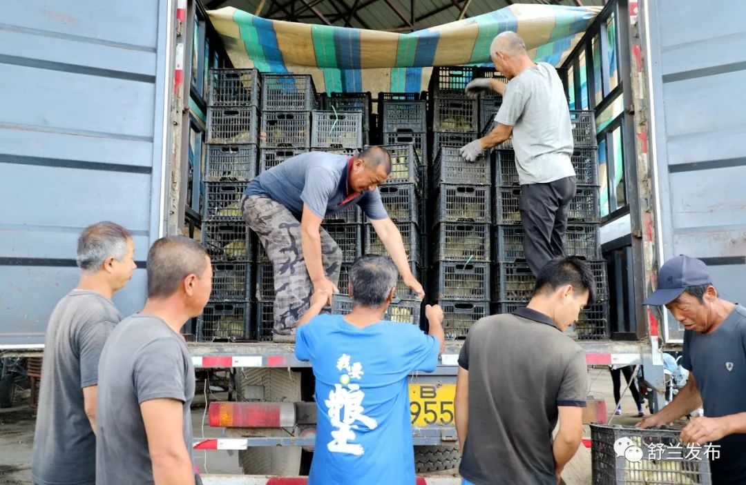 专题报道丨舒兰白鹅产业：赫赫家庭农场鹅雏进棚 热闹非常