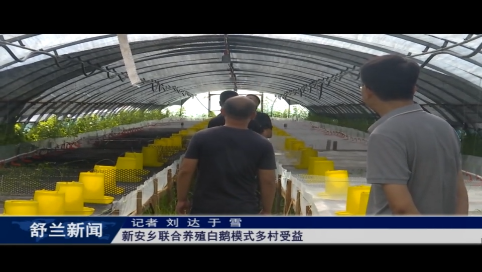 舒兰市新安乡联合养殖白鹅模式多村受益