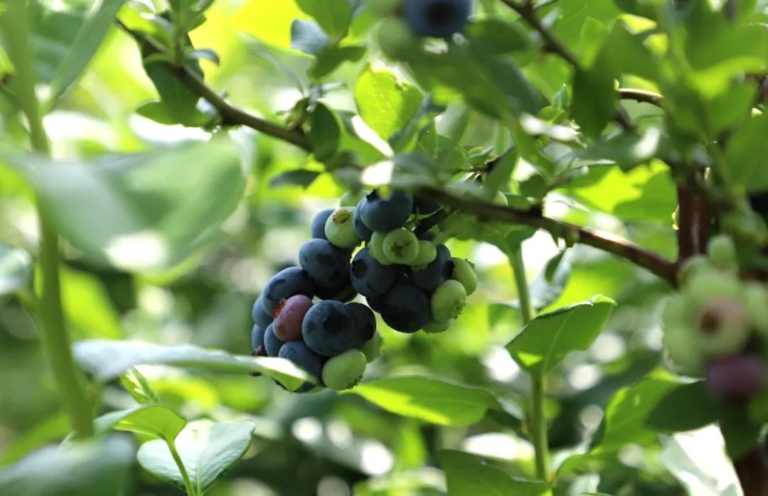乡村振兴丨舒兰市新安乡柒彩蓝莓有限公司：千亩蓝莓果 致富&ldquo;蓝精灵&rdquo;