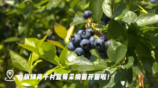 舒兰市白旗镇岗子村蓝莓采摘园开园啦