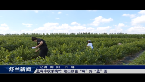 舒兰：蓝莓丰收采摘忙 绘出致富&ldquo;莓&rdquo;好&ldquo;蓝&rdquo;图