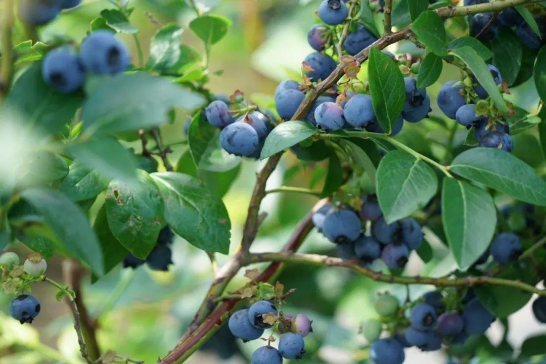 乡村振兴丨蓝莓丰收采摘忙 绘出致富好&ldquo;蓝&rdquo;图
