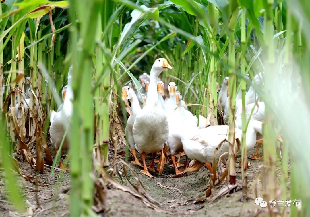 舒兰白鹅产业专题报道丨平安镇：玉米地里养白鹅 开启立体式养殖新模式