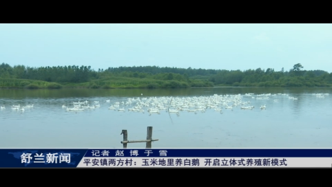 舒兰市平安镇两方村：玉米地里养白鹅 开启立体式养殖新模式