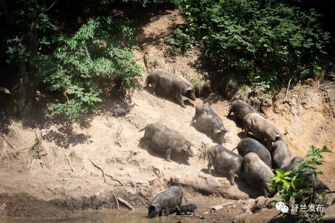 乡村振兴丨放养藏香猪 敲开致富门