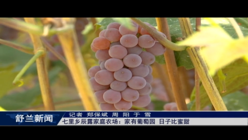 舒兰市七里乡辰露家庭农场：家有葡萄园 日子比蜜甜