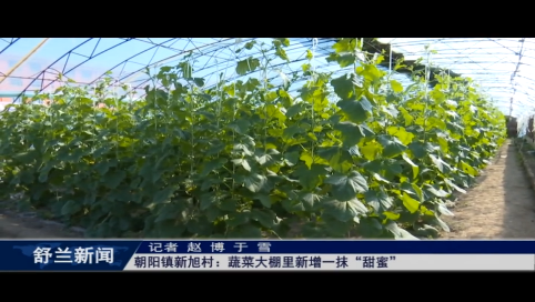 舒兰市朝阳镇新旭村：蔬菜大棚里新增一抹&ldquo;甜蜜&rdquo;