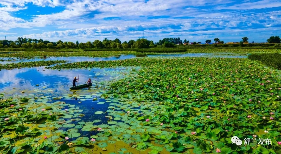 关注丨荷花盛开，美在当下！快来舒兰赏荷吧！