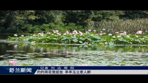 舒兰：灼灼荷花竞绽放 亭亭玉立惹人醉